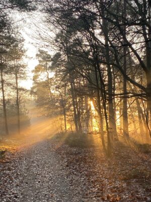 Foto van ondergaande zon in een bos gefotografeerd door Henny